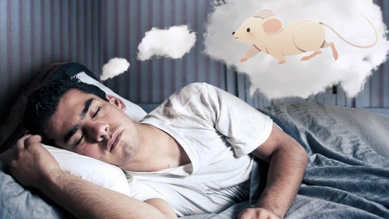 Giải mã giấc mơ thấy chuột và Con số nào may mắn cùng Sin88