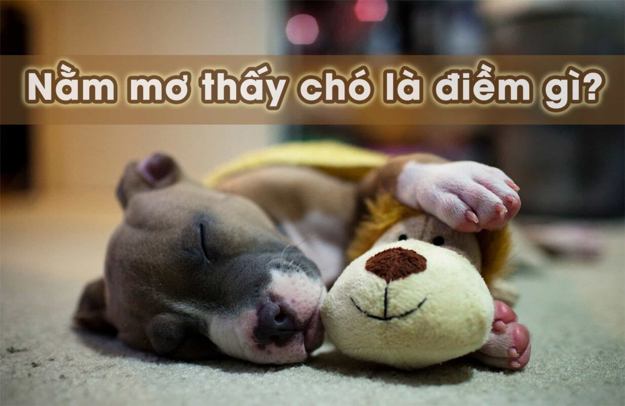 Mơ Thấy Chó Đánh Con Gì Để Trúng Lớn? Cùng Sin88 Giải Mã Chi Tiết