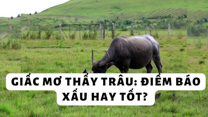 GIẢI MÃ GIẤC MƠ THẤY TRÂU: ĐIỀM BÁO GÌ VÀ CON SỐ MAY MẮN NÀO NÊN CHỌN?