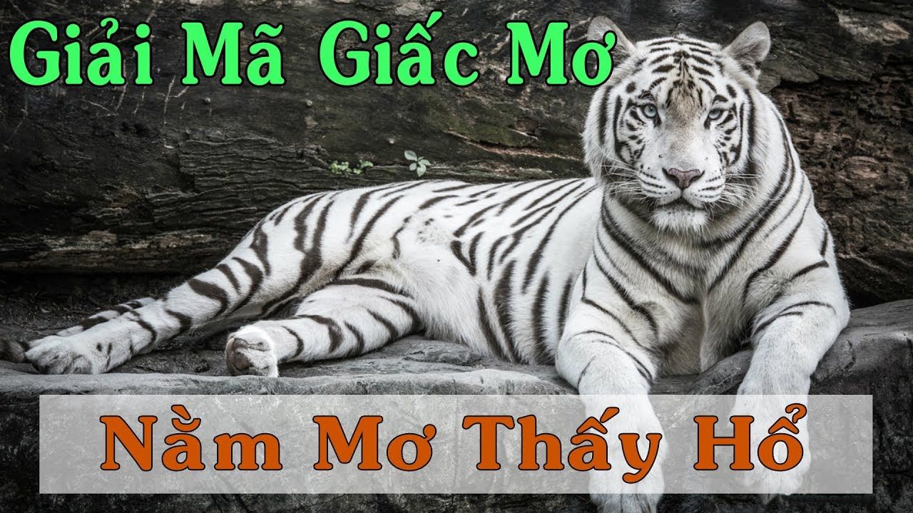 Giải Mã Giấc Mơ Thấy Hổ: Thông Điệp Tâm Linh Và Con Số May Mắn Tại Sin88